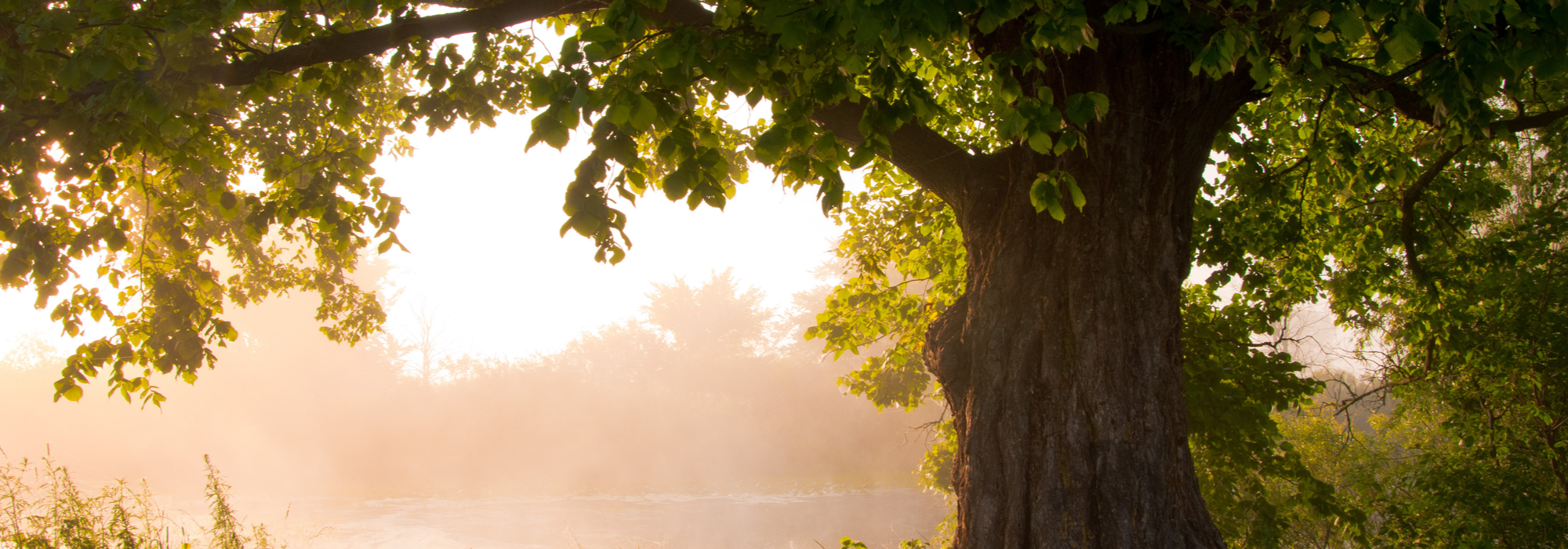 Root Canal Dallas TX, Root Canal Therapy